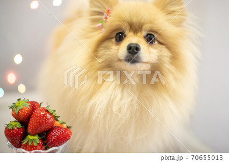 苺 いちご 犬 ポメラニアンの写真素材 - PIXTA