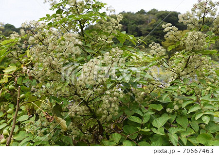 ウドの大木の写真素材