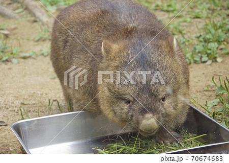 動物 陸の哺乳類 ウォンバット かわいいの写真素材
