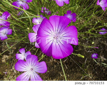 やまとなでしこ 花の写真素材