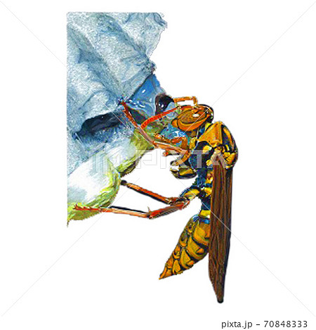 怖い蜂のイラスト素材