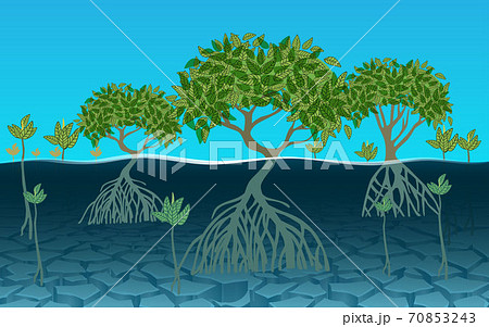 木 樹 根 根っこ 植物のイラスト素材