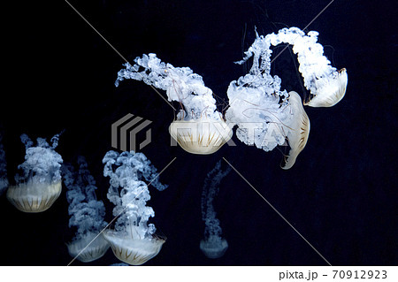 クラゲ 海の動物 神秘的 光の写真素材