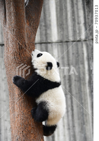 パンダ 赤ちゃん つかまる 絶滅危惧種の写真素材