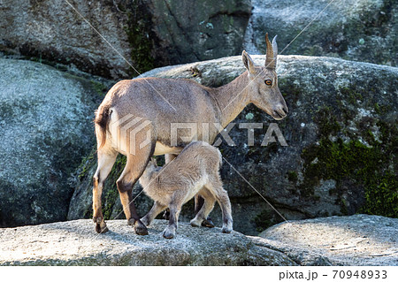 アイベックス 動物 野生動物 荒野の写真素材