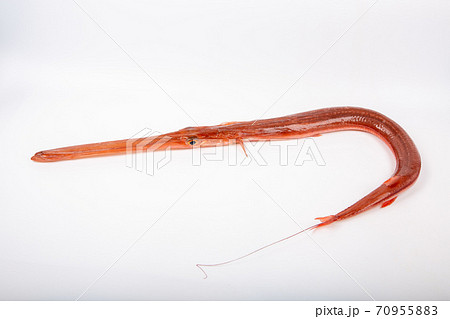 赤ヤガラの写真素材