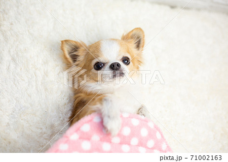 チワワ 犬 可愛い 布団の写真素材