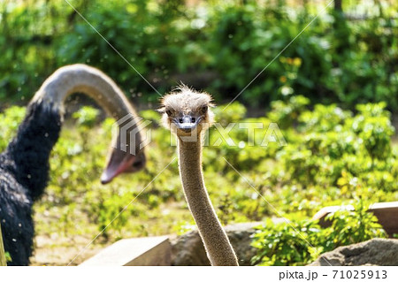 ダチョウ かわいいの写真素材