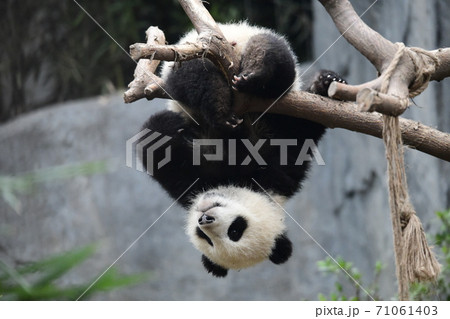 かわいい 絶滅危惧種 逆さ ジャイアントパンダの写真素材