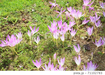 イヌサフラン属の写真素材