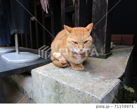 江の島の猫の写真素材