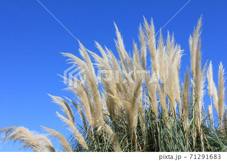 ススキ すすき パンパスグラス 西洋ススキの写真素材