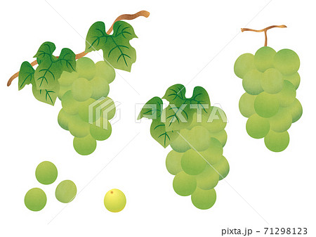 シャインマスカットのイラスト素材