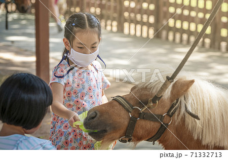 馬マスク 動物 顔の写真素材