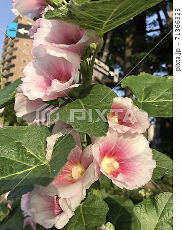 アルテアの写真素材