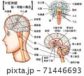 中枢神経 脳 脊髄 構造 イラスト セットのイラスト素材