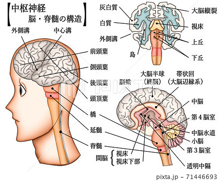 視床下部のイラスト素材