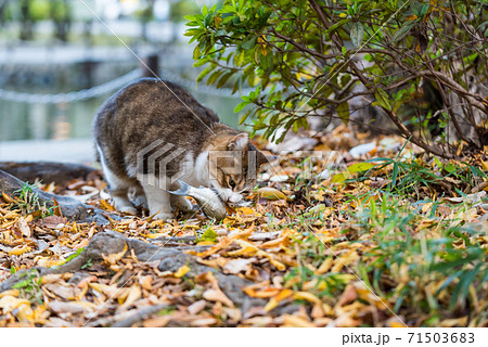 どら猫の写真素材