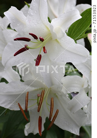 カサブランカ 百合 花 花粉の写真素材