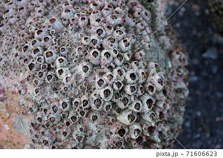 甲殻類 亀の手 カメノテ フジツボの写真素材