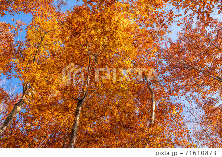 美人林紅葉の写真素材