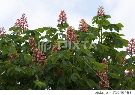 マロニエ 花 並木 ピンクの写真素材