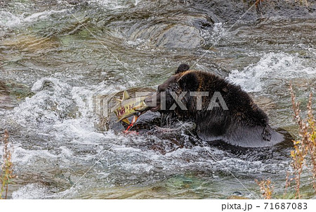 動物 鮭 熊 ヒグマの写真素材