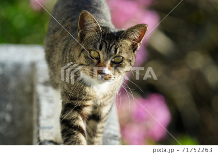 緑色 動物 茶色 かっこいいの写真素材