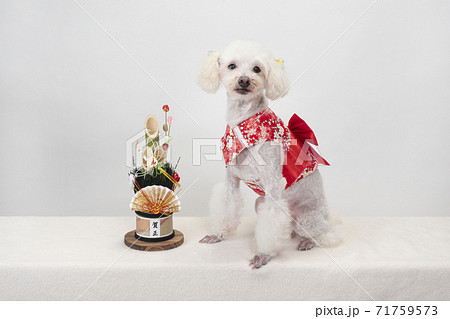 犬 着物 正月の写真素材 - PIXTA