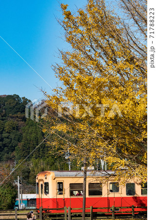 小湊鉄道 紅葉 列車 秋の写真素材