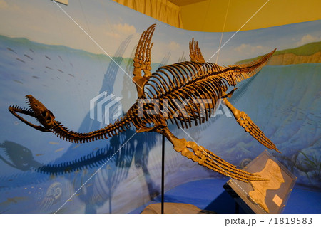 魚骨格標本の写真素材