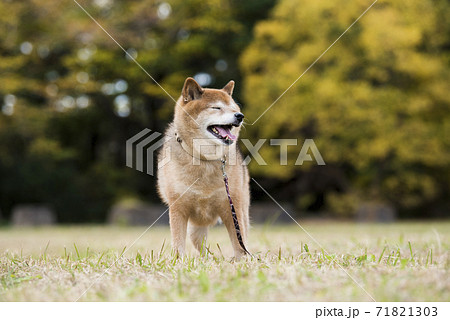 柴犬 犬 おすわり 面白いの写真素材