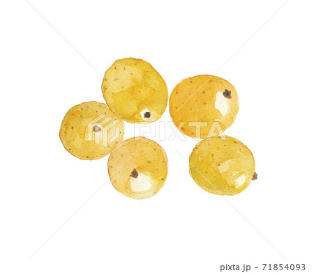 マルラフルーツのイラスト素材