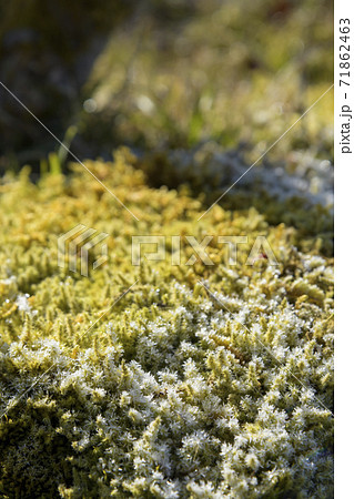 植物 苔 スギゴケ 花の写真素材