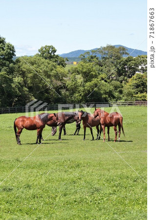 馬のいる景色 馬のいる景色の写真素材 - PIXTA