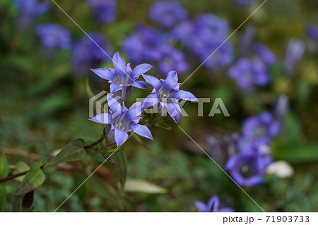 笹竜胆 植物 花の写真素材