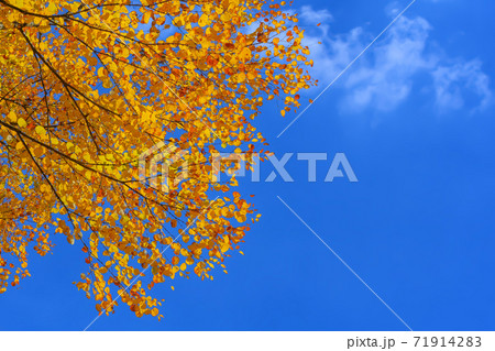 紅葉 桂 カツラ 植物 風景 樹木 秋の写真素材