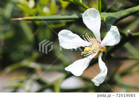 からたちの花の写真素材