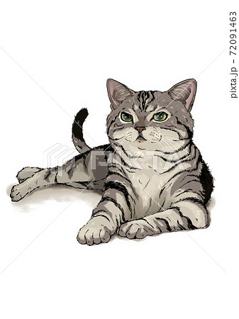 アメリカンショートヘアのイラスト素材集 ピクスタ
