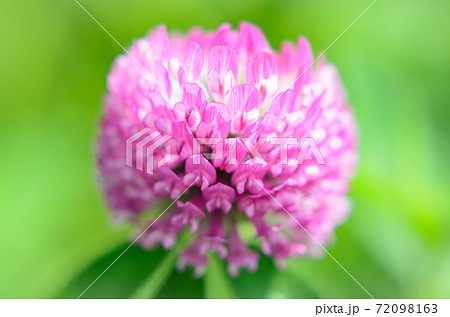 花 ピンク アップ シロツメクサの写真素材