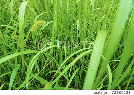 穂 エノコログサ 猫じゃらし 草の写真素材