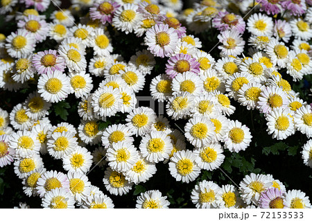 花 菊 小菊 正面の写真素材 - PIXTA