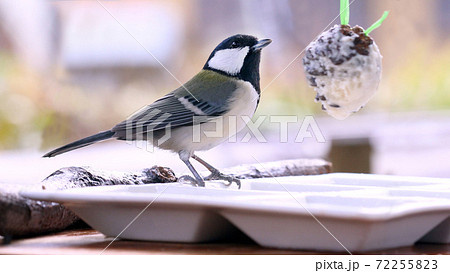 バードケーキの写真素材