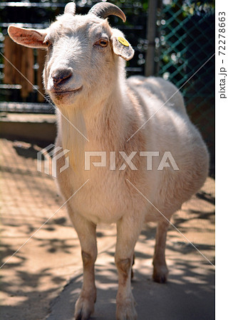 山羊の目の写真素材 山羊の目の写真素材