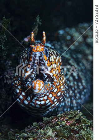 ウツボ 水中 Underwater 館山の写真素材