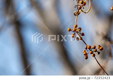 ヘクソカズラ 冬 実 植物の写真素材