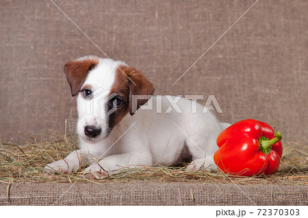 模様 犬 毛皮 斑点の写真素材