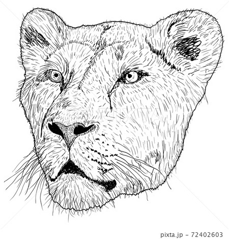 ライオン スケッチ 写生 動物のイラスト素材 - PIXTA