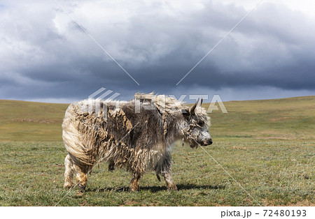 ヤク 動物 ウシ 牛の写真素材