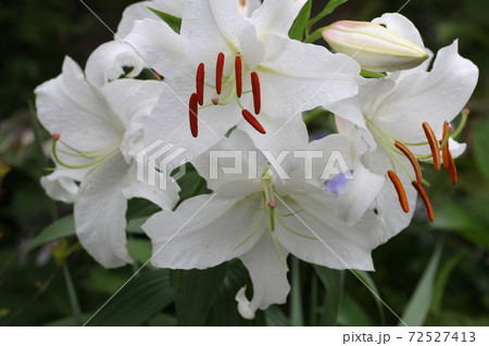 カサブランカ 百合 花 花粉の写真素材